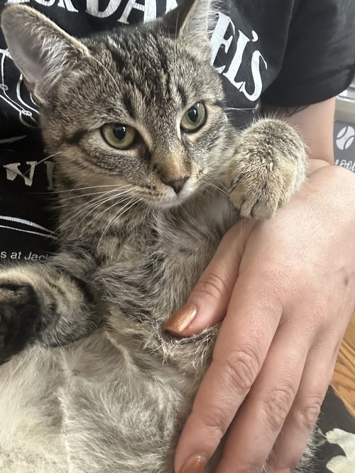 HILLARY DUFF - Domestic Short Hair available for adoption