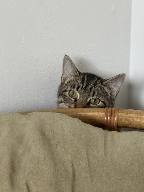 OL' NO NAME - Domestic Short Hair available for adoption