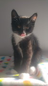 Nero - Photo 1