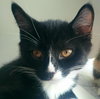 Nero - Photo 2