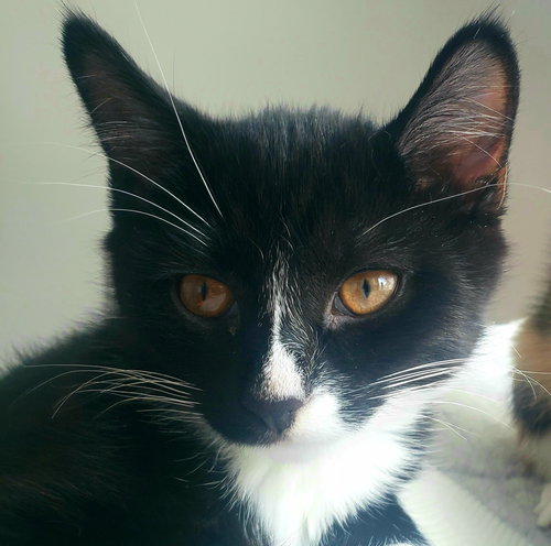 NERO - Domestic Short Hair available for adoption