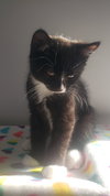 Nero - Photo 3