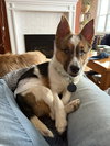 Toby - Photo 1