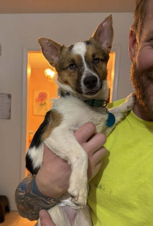 TOBY - Terrier available for adoption