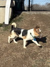 Toby - Photo 3
