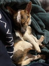 Toby - Photo 4
