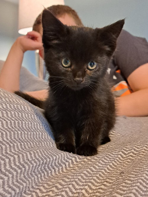 MISTY - Domestic Short Hair available for adoption