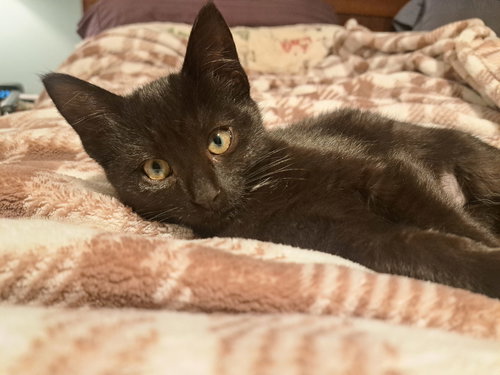 MABEL - Domestic Short Hair available for adoption
