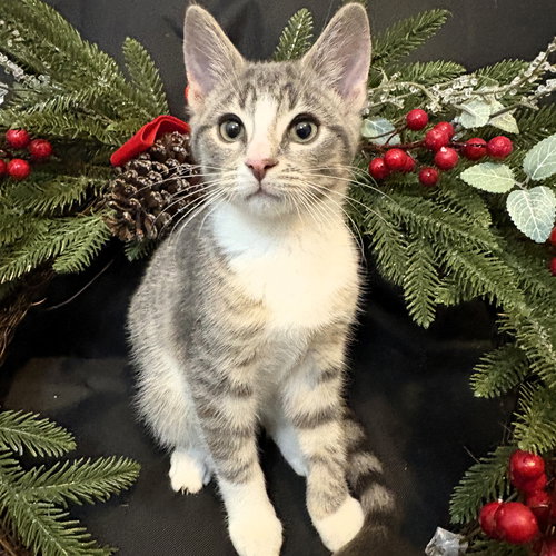 TIGGER - Domestic Short Hair available for adoption