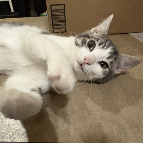 ROO - Domestic Short Hair available for adoption