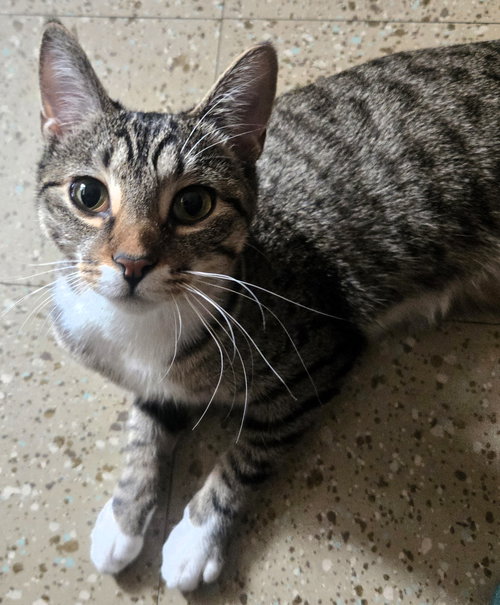 LEMON CREME - Domestic Short Hair available for adoption