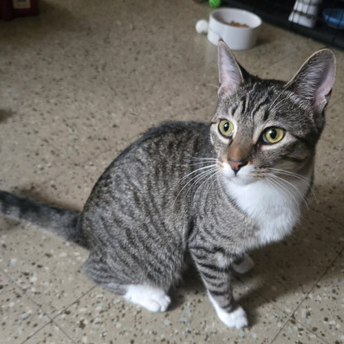 LEMON CREME - Domestic Short Hair available for adoption