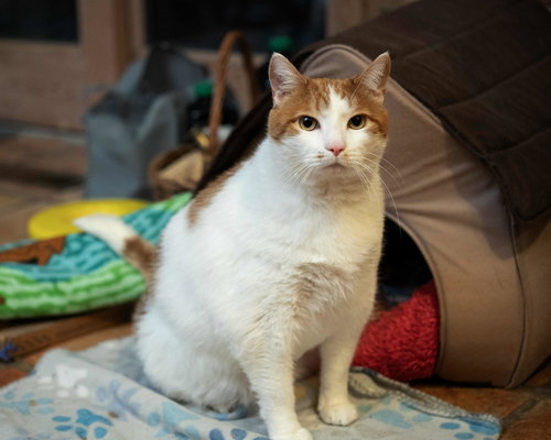 WILLIAM - Domestic Short Hair available for adoption