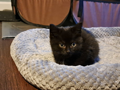 SAM - Domestic Short Hair available for adoption