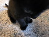 Sam - Photo 3