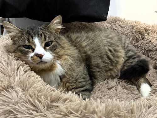 PICATSO - Domestic Short Hair available for adoption
