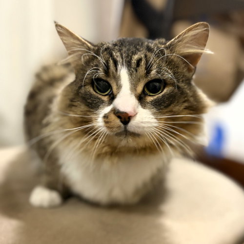 PICATSO - Domestic Short Hair available for adoption