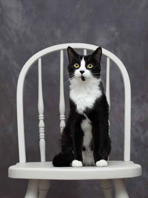 MARLI - Domestic Short Hair available for adoption