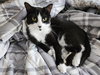 Marli - Photo 2