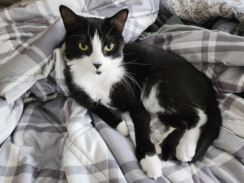 MARLI - Domestic Short Hair available for adoption