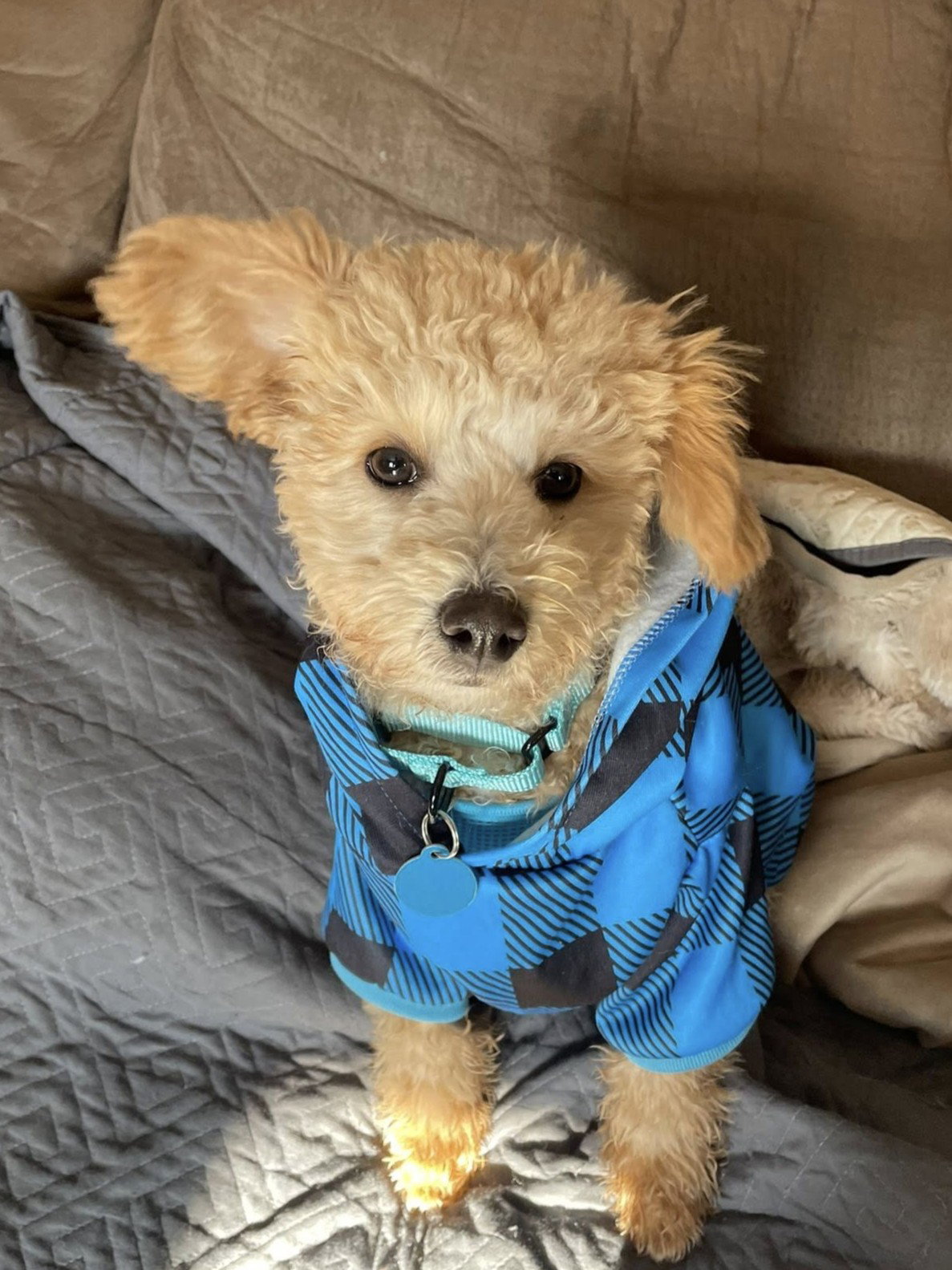 Fonzie Image