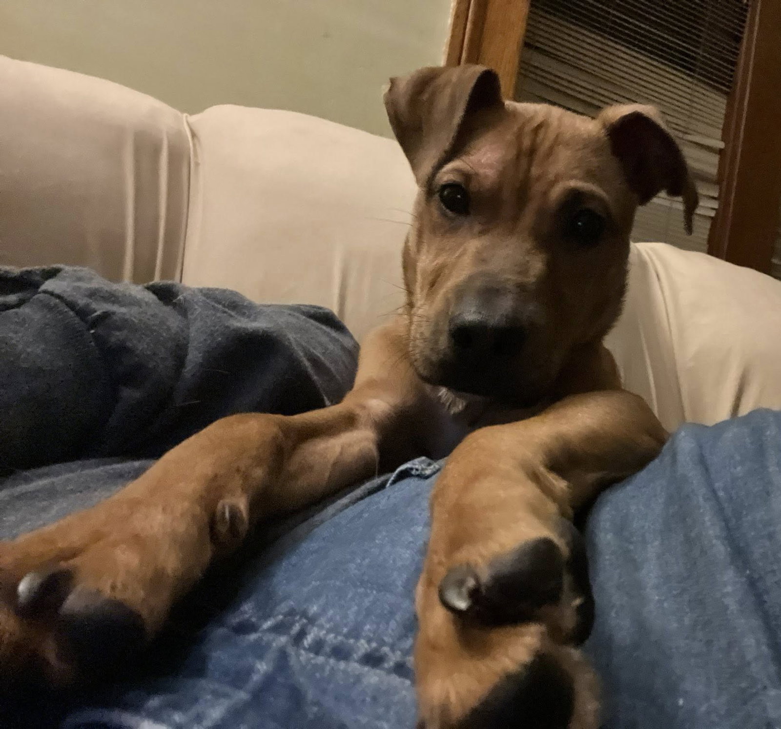 Dougie Image
