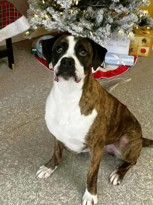picture of the dog needing adoption