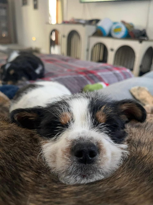 picture of the dog needing adoption