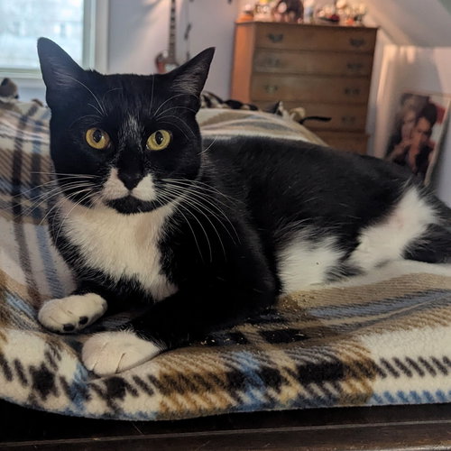 picture of the cat needing adoption