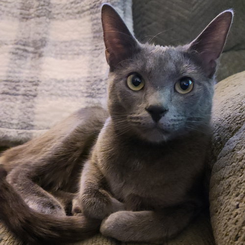 picture of the cat needing adoption