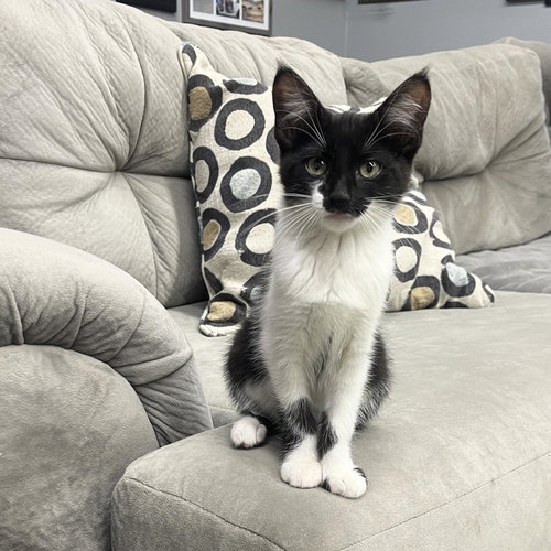 picture of the cat needing adoption
