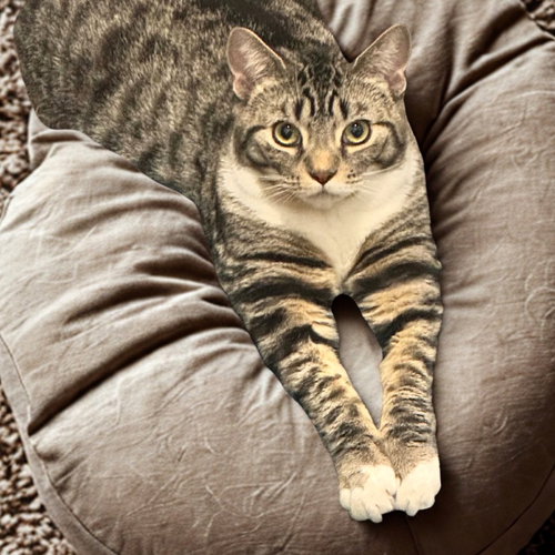 picture of the cat needing adoption