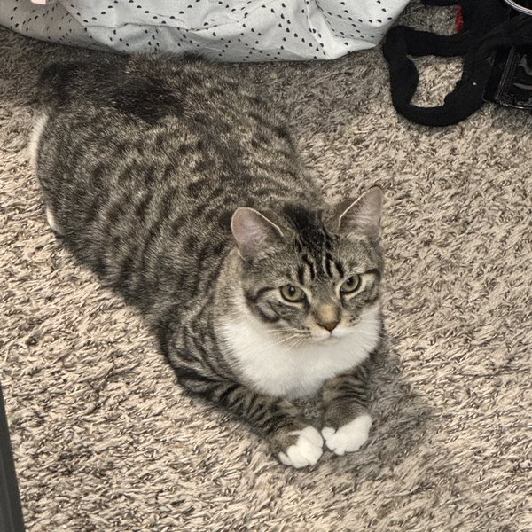 Archie