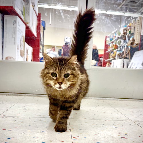 picture of the cat needing adoption