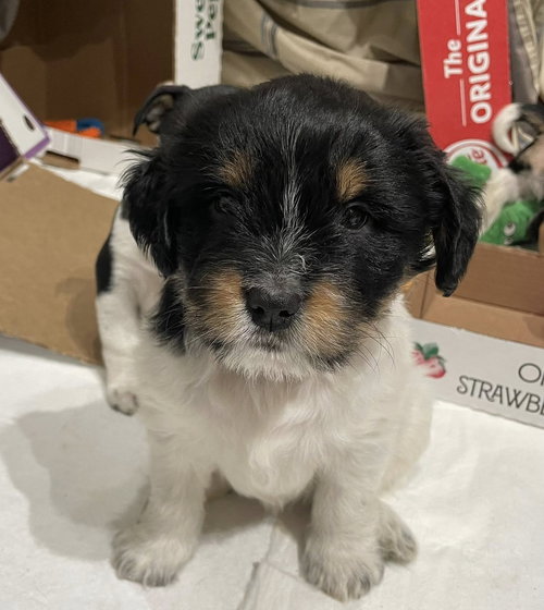 picture of the dog needing adoption