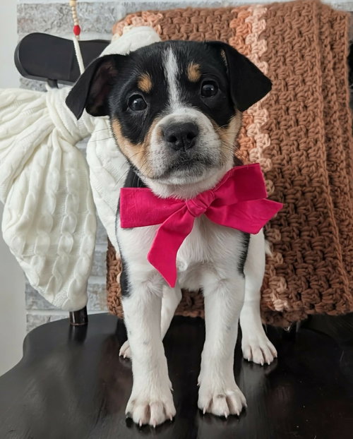 picture of the dog needing adoption