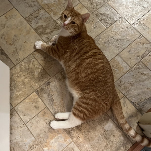 Julius