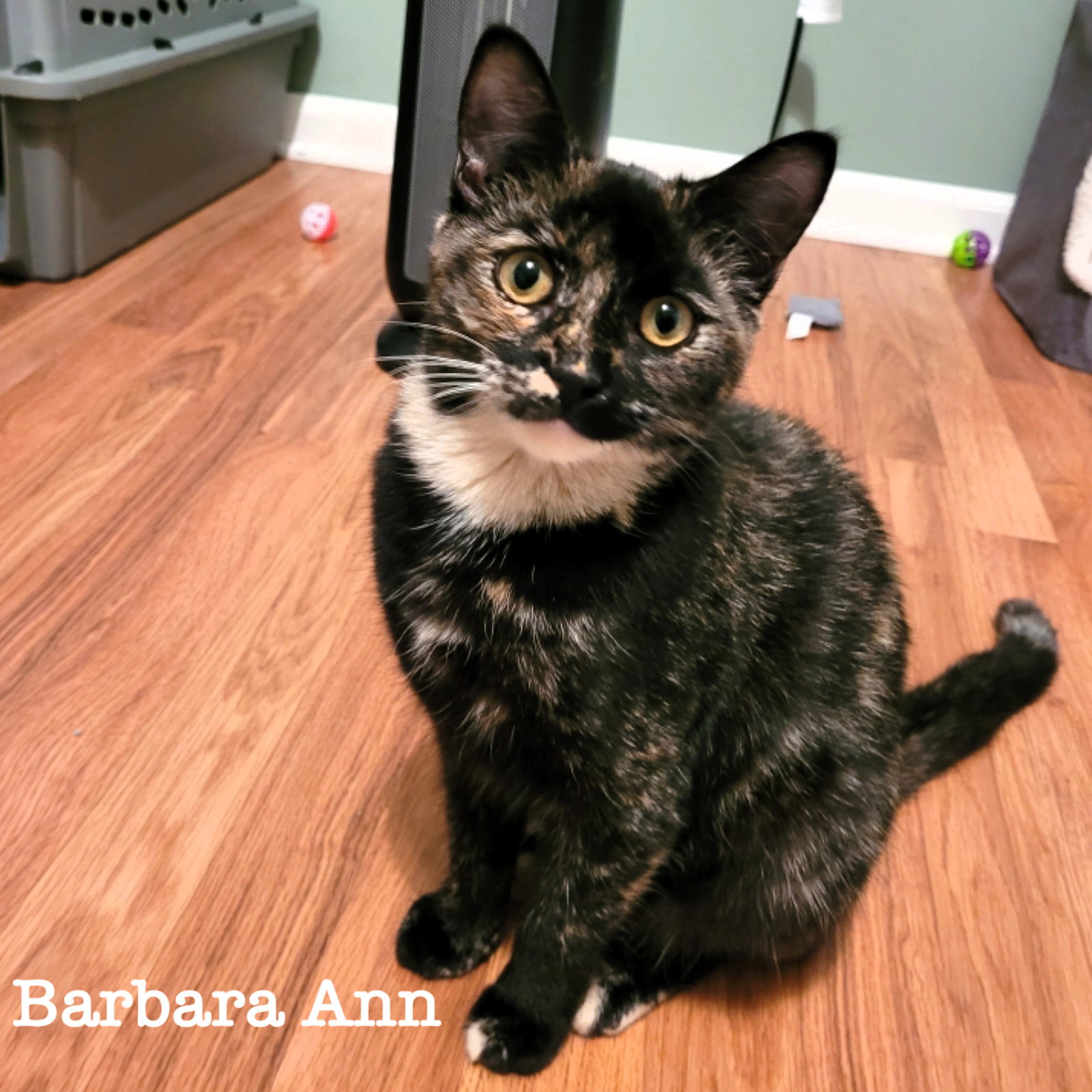 Barbara Ann Image