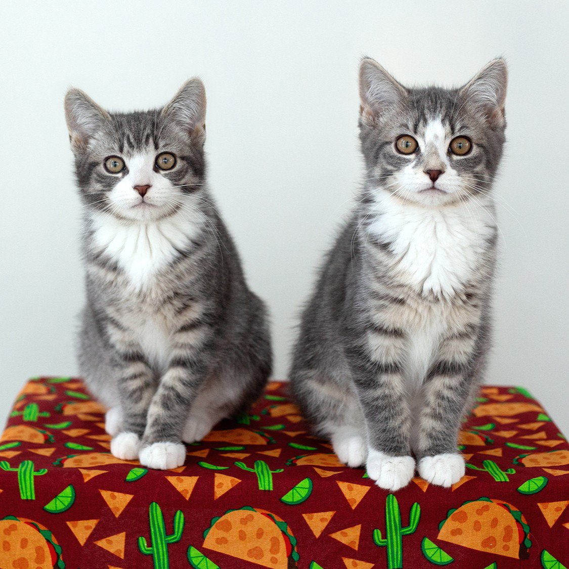 Chip & Salsa Image