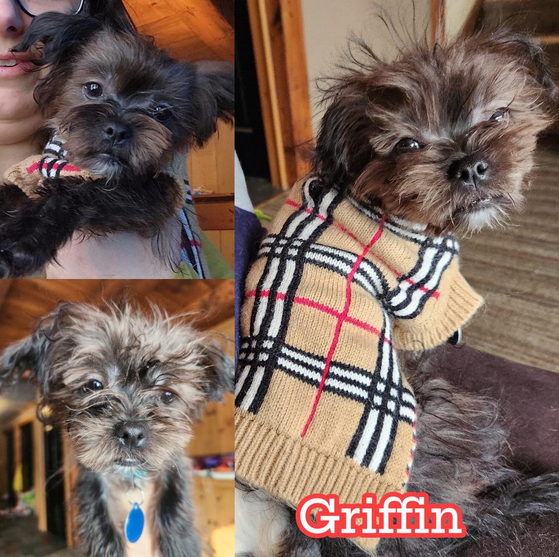 Griffin