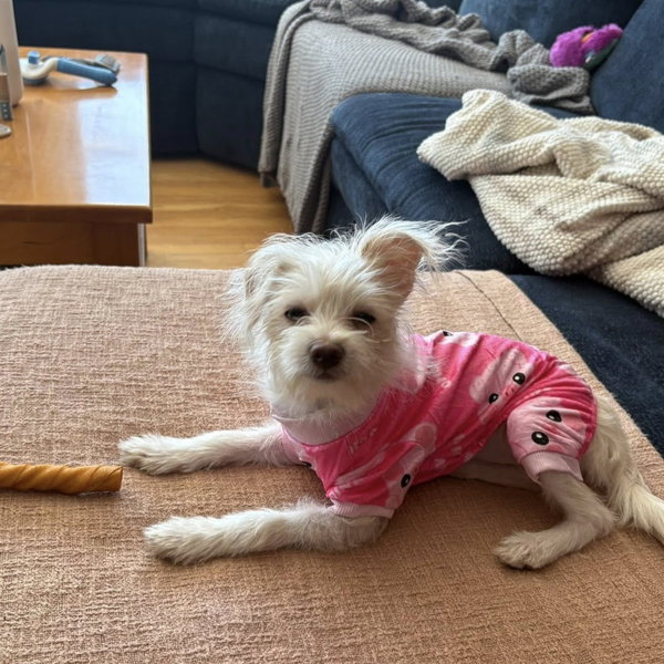 Gidget