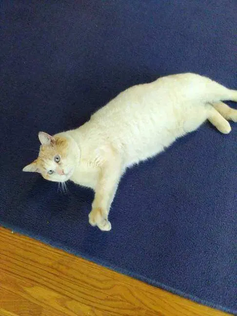Marshmallow - Domestic Short Hair