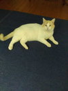 Marshmallow - Photo 2