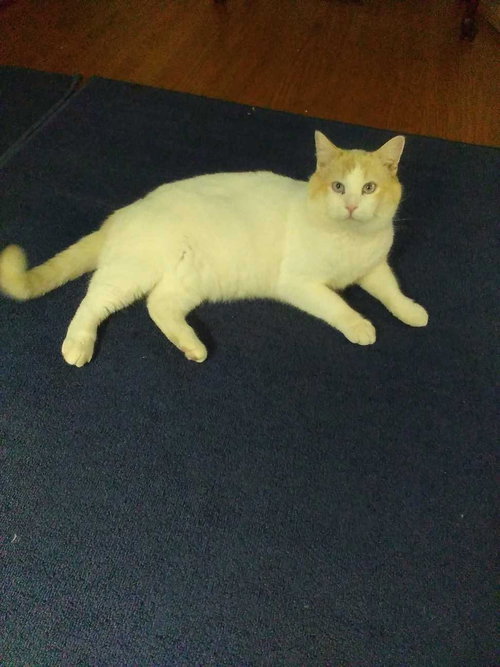 MARSHMALLOW - Domestic Short Hair available for adoption