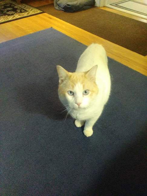 Photo 3 of Marshmallow