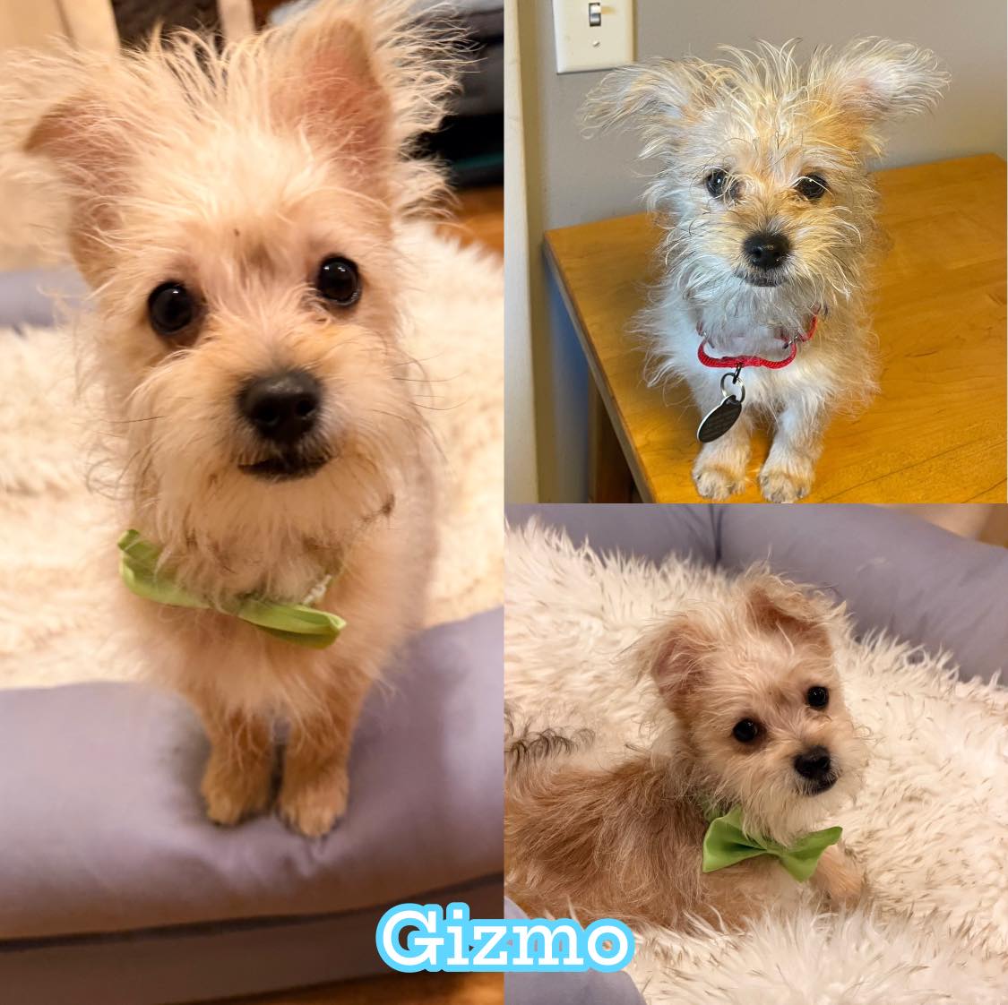 Gizmo Image