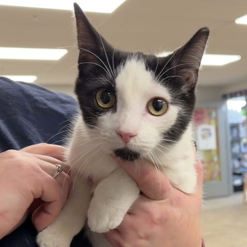 picture of the cat needing adoption