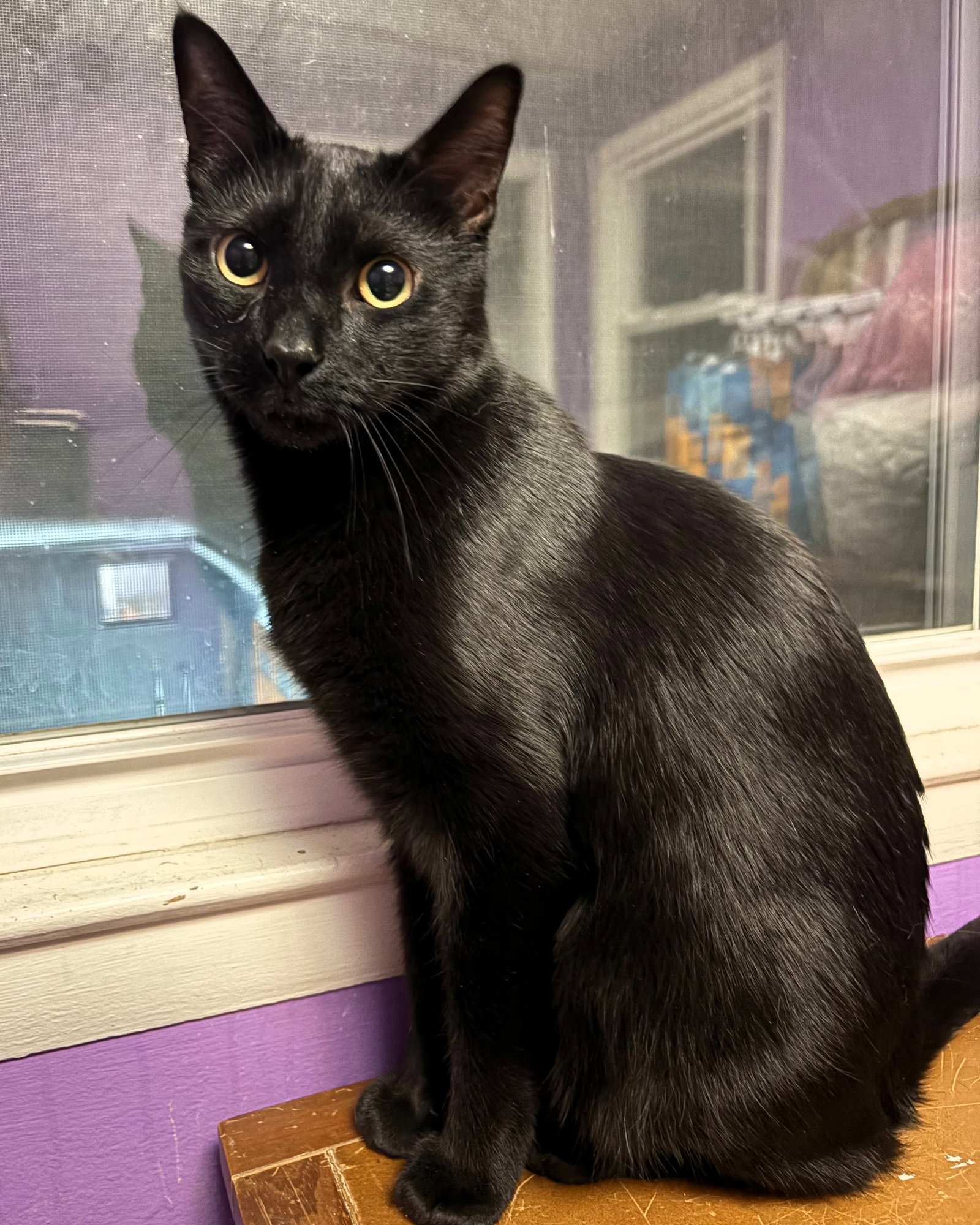 Merlin