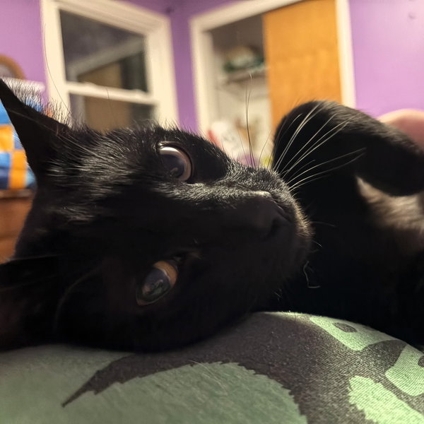 Merlin