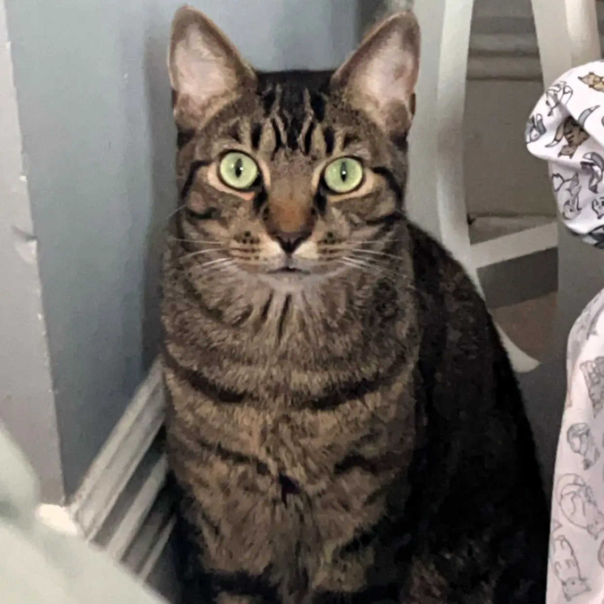 Wilbur - Domestic Short Hair